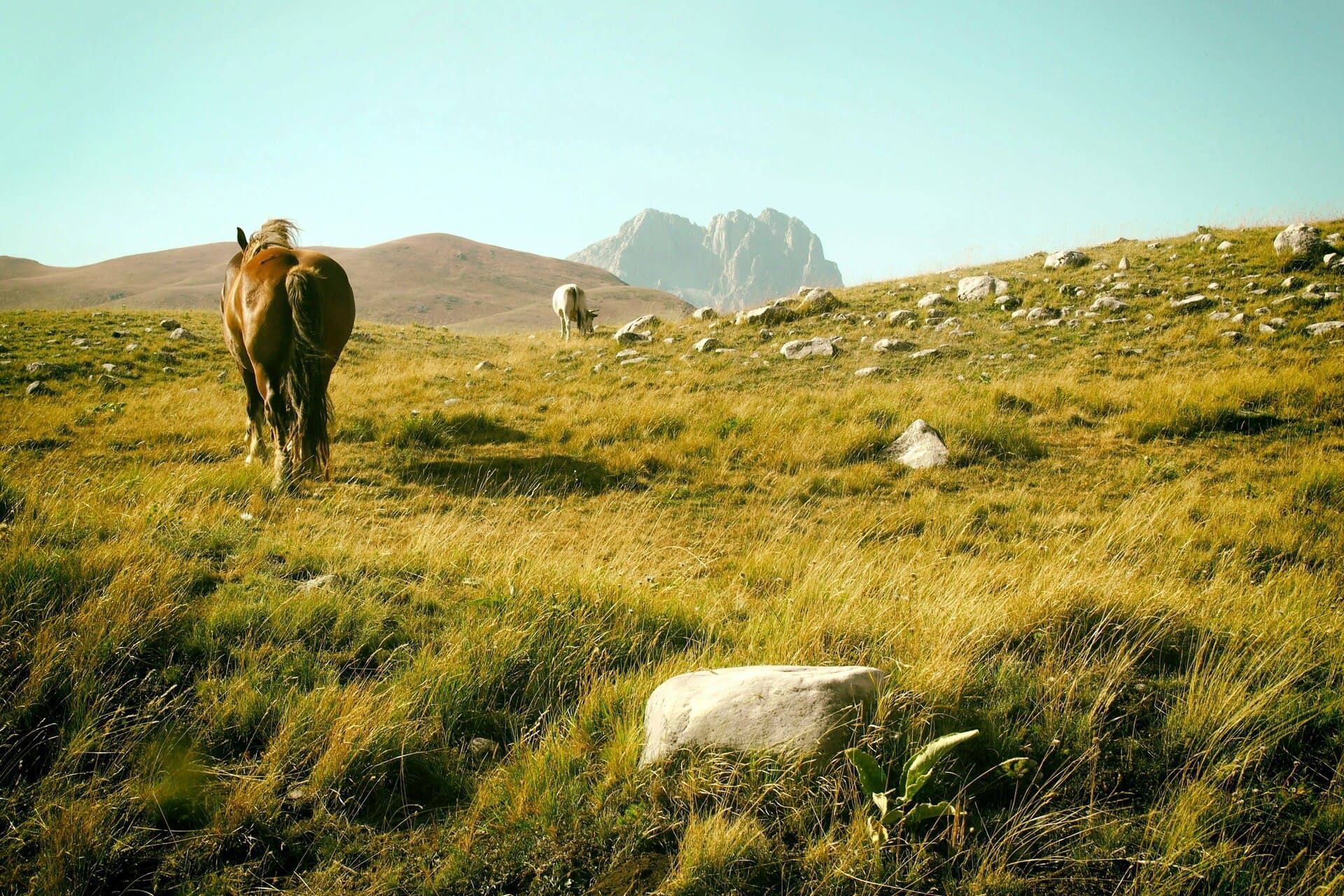 Veduta di Campo Imperatore, in Abruzzo, con cavalli liberi
