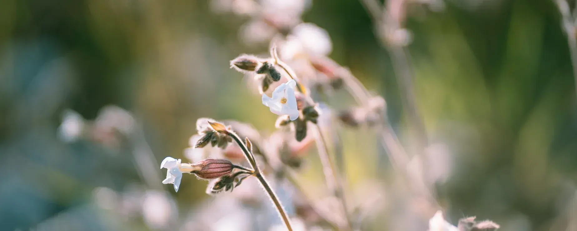 Fiore Silene